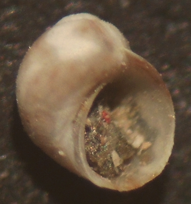 Piccola Tricolia